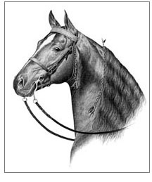 Tennessee Walking Horse Walker stallion custom horse portraits from photographs pencil art drawings