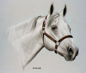 American Quarter Horse art equine paintings prints