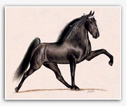 TWH Tennessee Walker show horse running walk picture