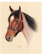 Bay roan Quarter horse art portraits