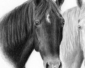 realistic graphite charcoal pencil drawings custom horse art & pet portraits from photographs artist dog cat