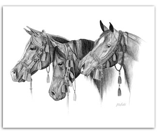Arabian horses in native halters equine art Rohde drawing