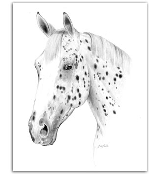 Leopard Appaloosa horse art Heather Rohde fine art