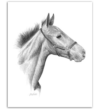 foal horse art portrait for sale
