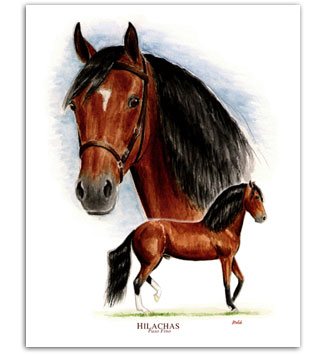 Hilachas Paso Fino horse art paintings