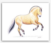 Norwegian Fjord pony horse art prints by Rohde equine artist