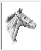 foal horse art portrait for sale