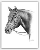 Morgan Horse stallion graphite art drawing
