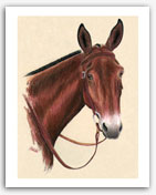 Mule art paintings longears prints