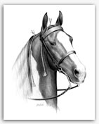 Spotted Saddle Horse pinto Tennessee Walker pictures art