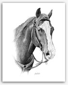 American Quarter Horses western horse art Blaze