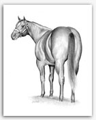 Quarter Horse stallion art drawing prints