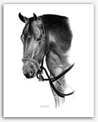 Bosal Quarter Horse western pencil art by Rohde