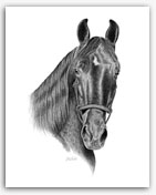 Shadow - black Tennessee Walker horse art prints equine art