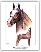 Roan Allen F-38 foundation Tennessee Walker horse art print