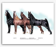 Midnight Sun Wilson's Allen Roan Allen F-38 Allan F-1 Tennessee Walker horse art