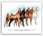 TWH World Grand Champions Mares Melody Maid Black Angel City Girl Midnight Merry White Star horse art