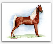 Prides Generator Tennessee Walker horse art prints paintings Walking Horse