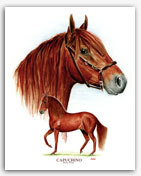 Capuchino Paso Fino stallion art painting prints