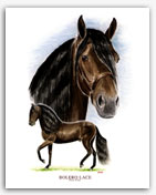 Bolero LaCE Paso Fino horse art prints paintings