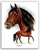 Lucerito Paso Fino horse art stallion prints paintings