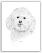 Bichon Frise dog art prints paintings