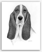 Basset Hound dog art drawings prints